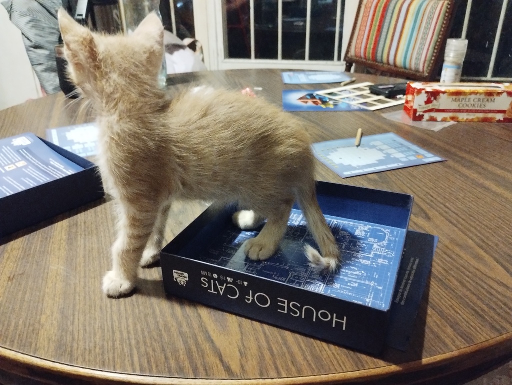 Foto de un gato bebé en una caja de un juego, título del juego House of Cats